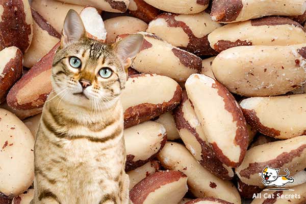 can cats eat Brazil nuts?