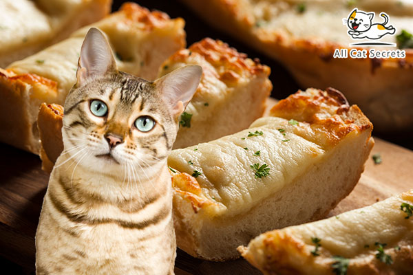 Can Cats Eat Garlic Bread?