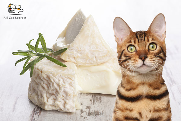 Can Cats Eat Goat Cheese