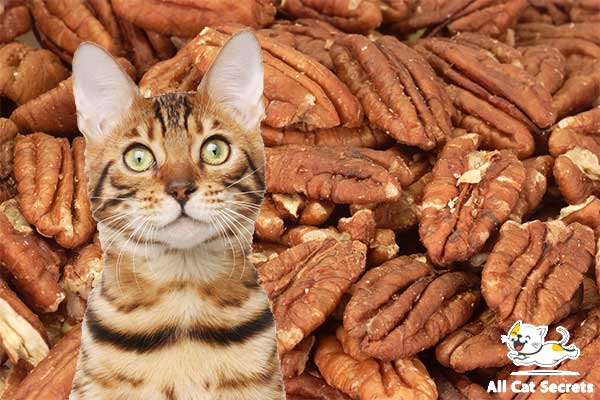 Can cats eat pecans?