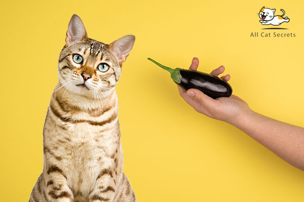 Can Cats Eat Eggplant?