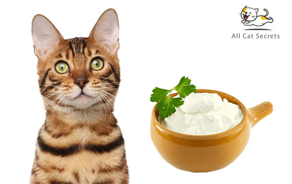 Can Cats Eat Sour Cream? What to Know About Cats and ...