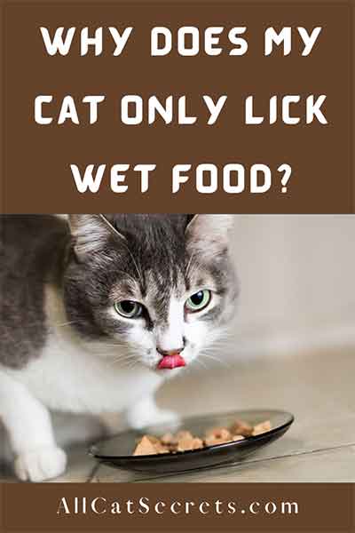 My Cat Only Licks Wet Food Instead Of Eating It! (The Reasons Will ...