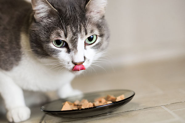 Cat Only Licks Wet Food