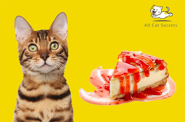 Can Cats Eat Cheesecake?