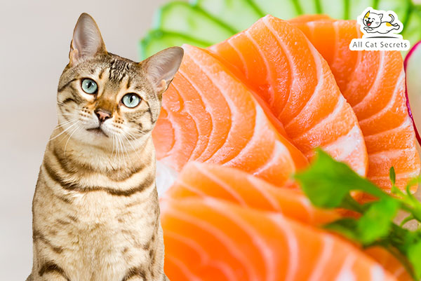 Can Cats Eat Sashimi? The Answer Will Shock You