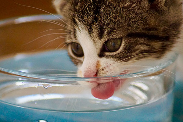 Kitten not drinking water