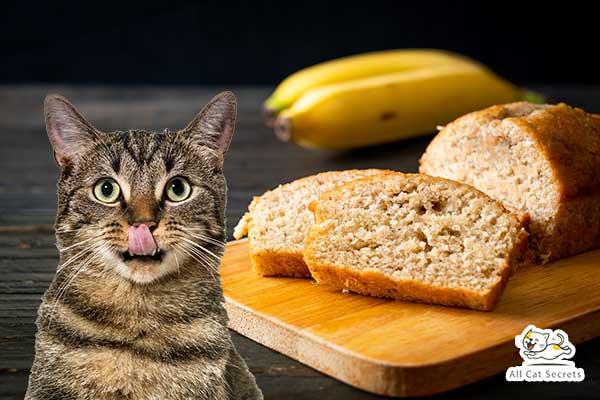 Can Cats Eat Banana Bread?