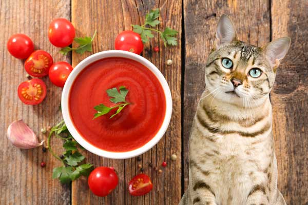 can cats eat tomato sauce?