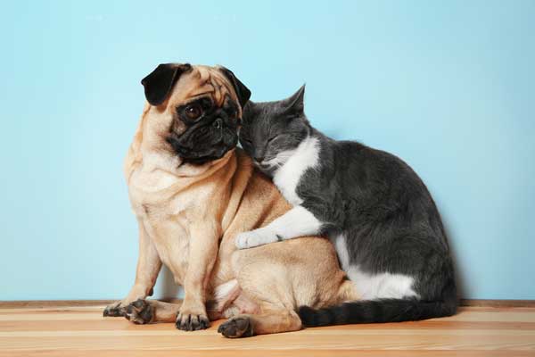 Top 5 Home Puppies And Cats Breeds to Pet with You